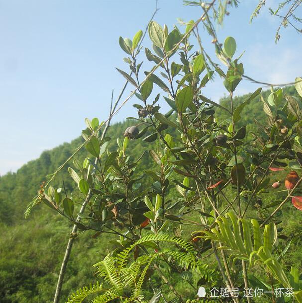 1 / 6山捻子即桃金娘,别名:岗菍,山菍,多莲,当梨根,稔子树,豆稔,仲尼