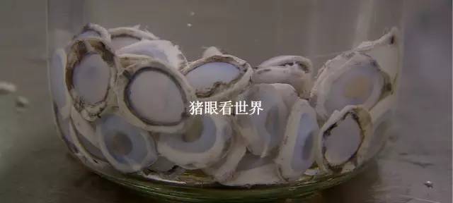 BBC关注中国科学革命5个“高大上”工程