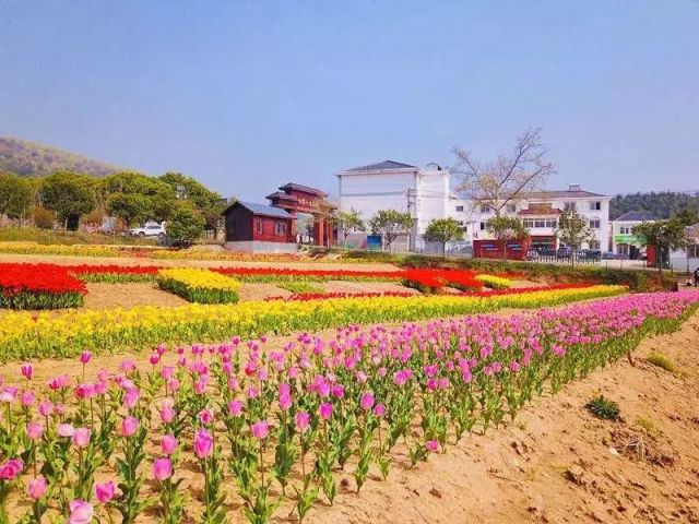 曹山花海,惊艳春光!送你一份春日赏花指南