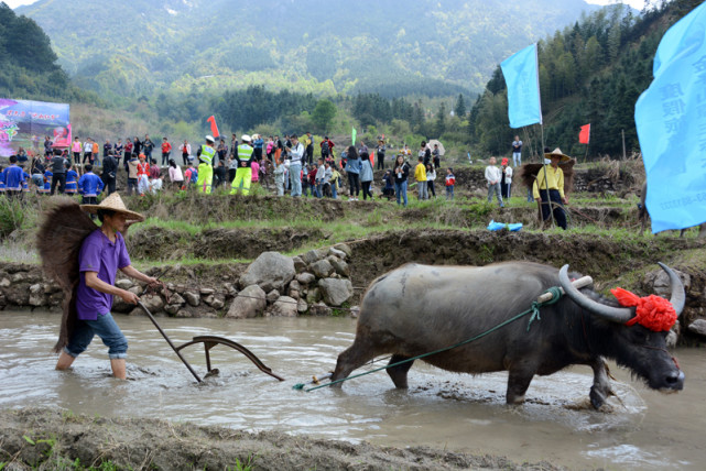 广东年轻人体验农民种田，直接在泥浆里打滚