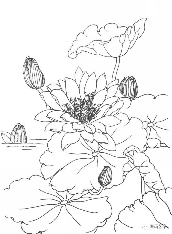 书画联盟丨工笔睡莲白描画谱