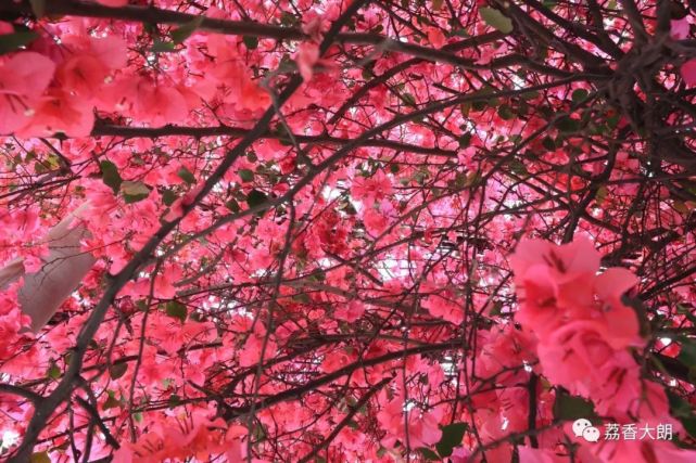 东莞的这种“樱花” 不经意间惊艳了春光
