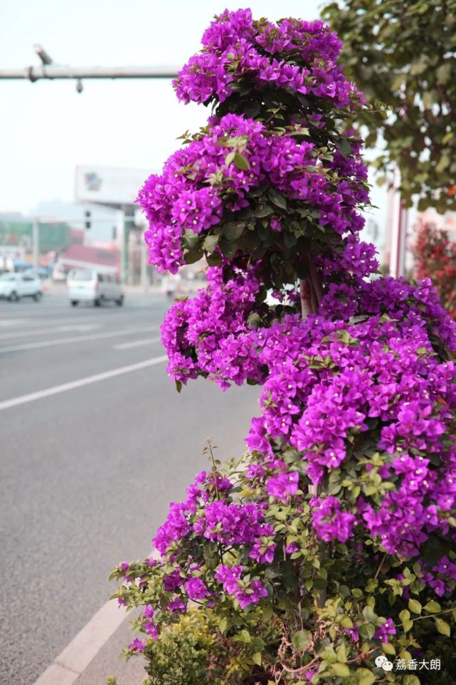 东莞的这种“樱花” 不经意间惊艳了春光