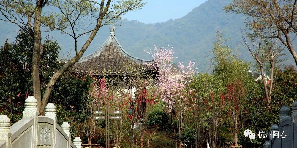 杭州人看杭州1皋亭山千桃园