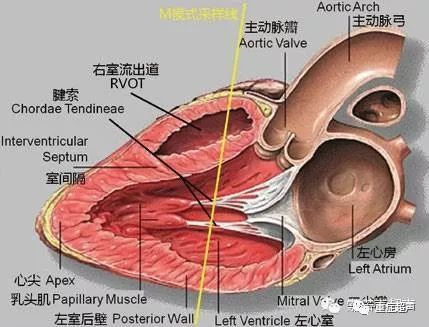 心尖四腔心切面,pw或cw采样区间置于二尖瓣口左心室腔一侧,获得二尖瓣