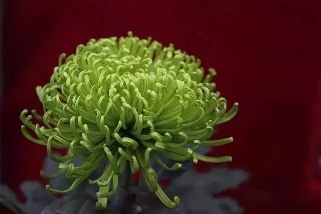 最全菊花图整整80种一次看个够