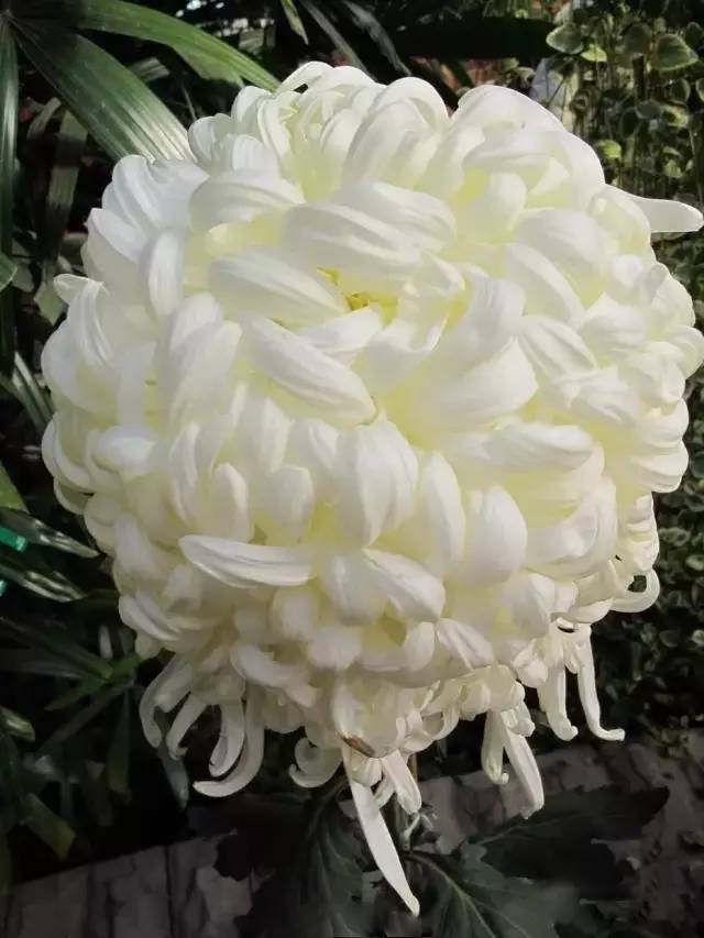 最全菊花图整整80种一次看个够