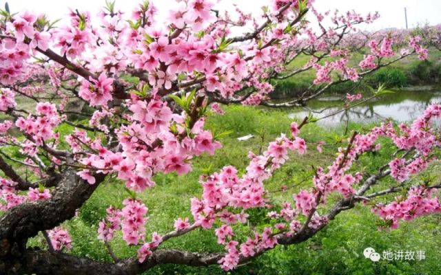 梦见树开满桃花是什么意思 梦见满树桃花开什么预兆