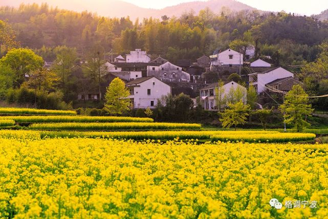 二月整月,奉化新建村,直接百度地图即可 奉化大堰梯田油菜花 赏油菜花