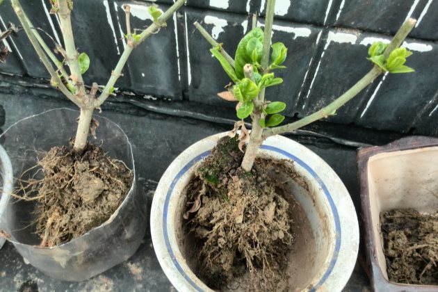 栀子花什么时候发芽栀子花种子多久发芽