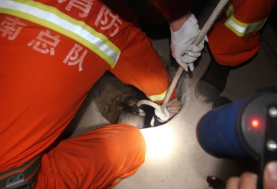 长垣七旬老人掉入深水井 消防战士倒挂金钩救人