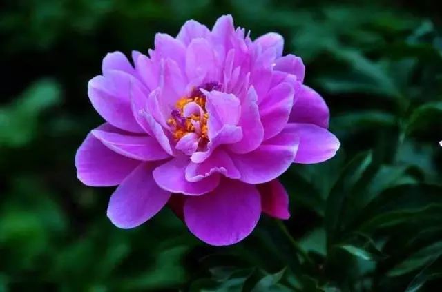 十大名花花中仙芍药花颜
