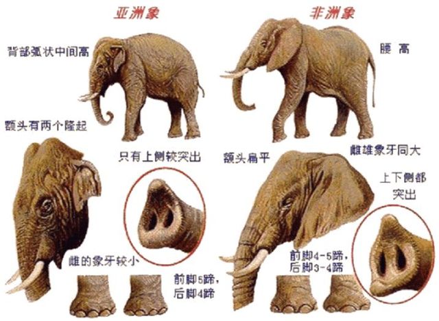 象属只有 亚洲象一种(也叫印度象).