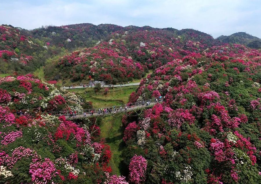 百里杜鹃花海,宛若地球彩带,美到令人窒息的梦幻世界