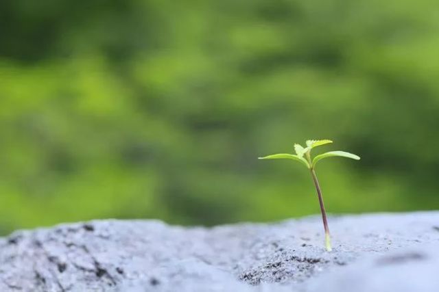 爸妈谢谢你简谱_爸妈谢谢你(2)