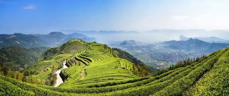 县域茶旅一体化:茶园变景区,茶山变金山