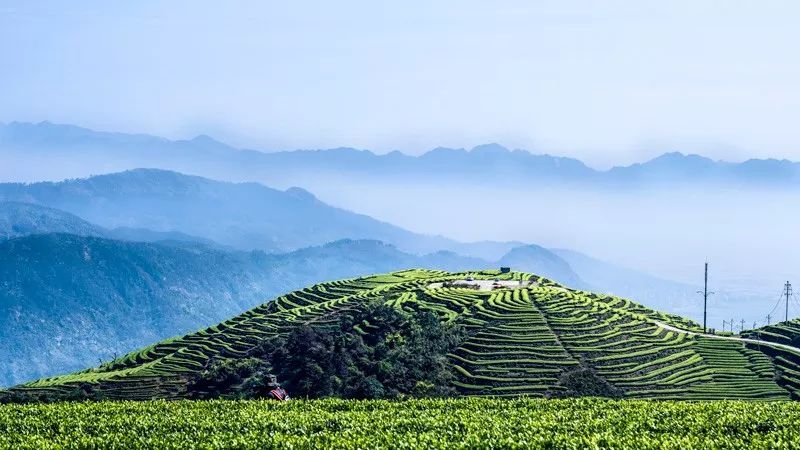 县域茶旅一体化茶园变景区茶山变金山