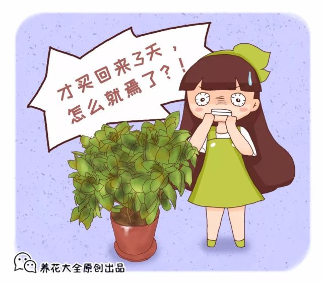 必学| 刚买回来的花3天就蔫了?学1招,让它水灵灵长到
