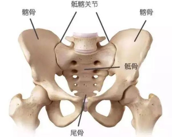 耻骨联合由两侧耻骨联合面借纤维软骨构成的耻骨间连结而成.