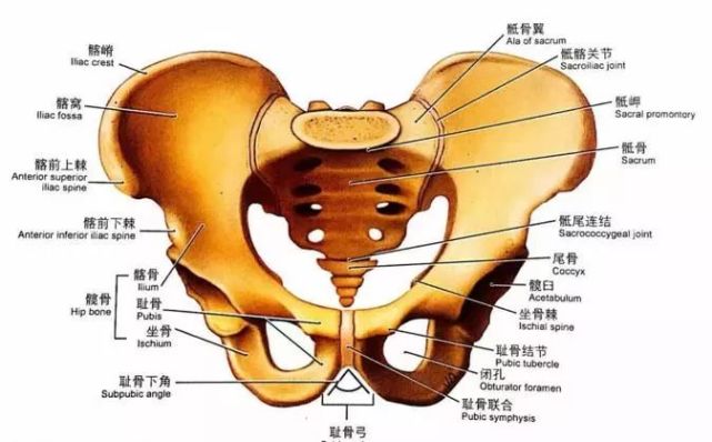 耻骨联合由两侧耻骨联合面借纤维软骨构成的耻骨间连结而成.