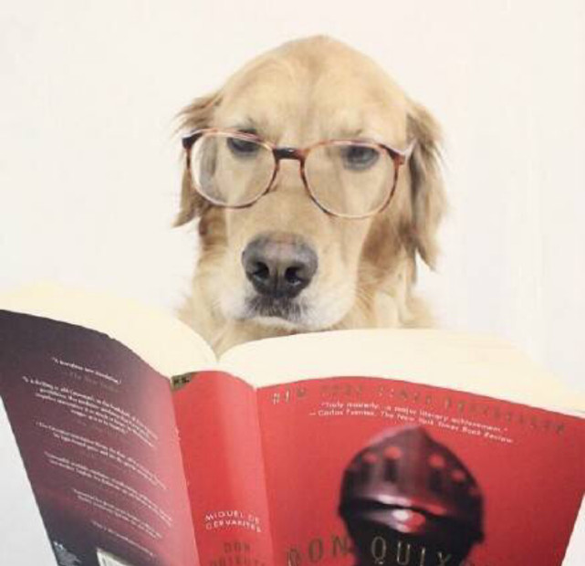 其实正常情况下,狗子独自在家时是很乖的,它们会优雅的看看书