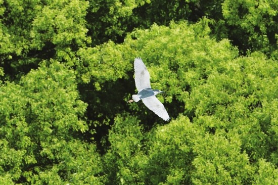 网传长沙163医院用消防车赶白鹭 医院:清除枯