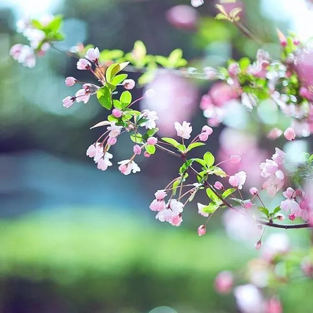 垂丝海棠——花梗极长,花朵低垂,气质婉约.