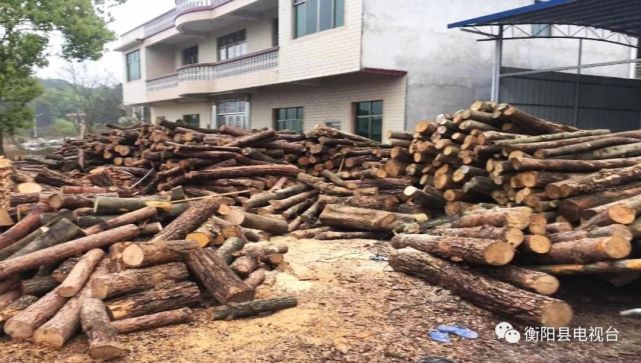 衡阳俩男子未获许可私自伐木 经群众举报被抓