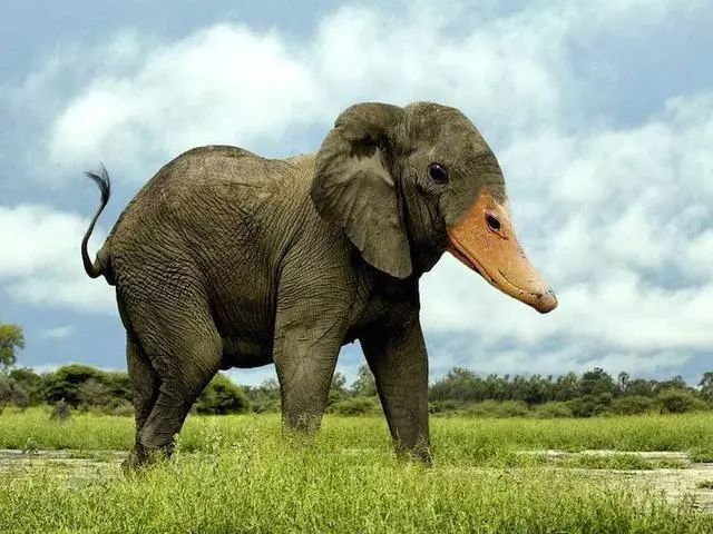 蛇想吃大象是什么成语_大象脚印是什么形状