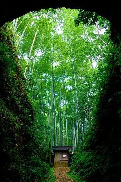 竹林听雨宁静淡泊悠远