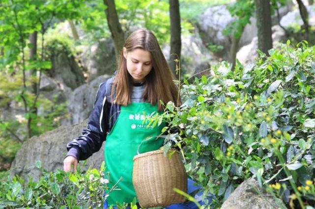 外国妹子爱喝茶还能采茶 杭州这群外国人有点