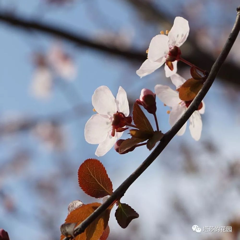 "紫叶"樱桃李prunus cerasifera"atropurpurea" 花萼反折