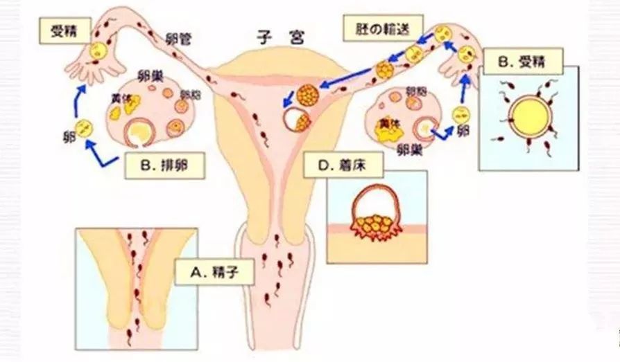 新生命是如何诞生的?受精卵着床需要多久,经历几重关卡来了解下