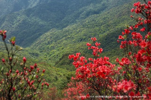 武平观狮山红了!满山杜鹃花开,赏花约不?720全景空中看