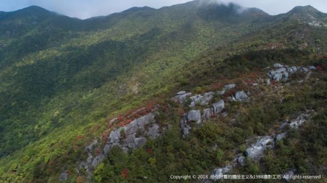 进入四月中旬,位于武平中堡观狮山的野生杜鹃花相继绽放,漫山红艳的