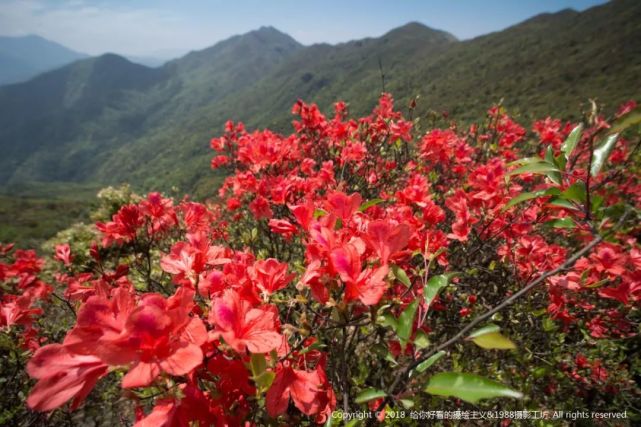 武平观狮山红了!满山杜鹃花开,赏花约不?720全景空中看