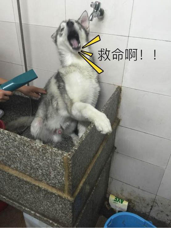 主人接电话忘记正在洗澡的金毛,再进去一看,金