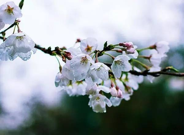 谷雨:阅尽春色,恭迎夏季