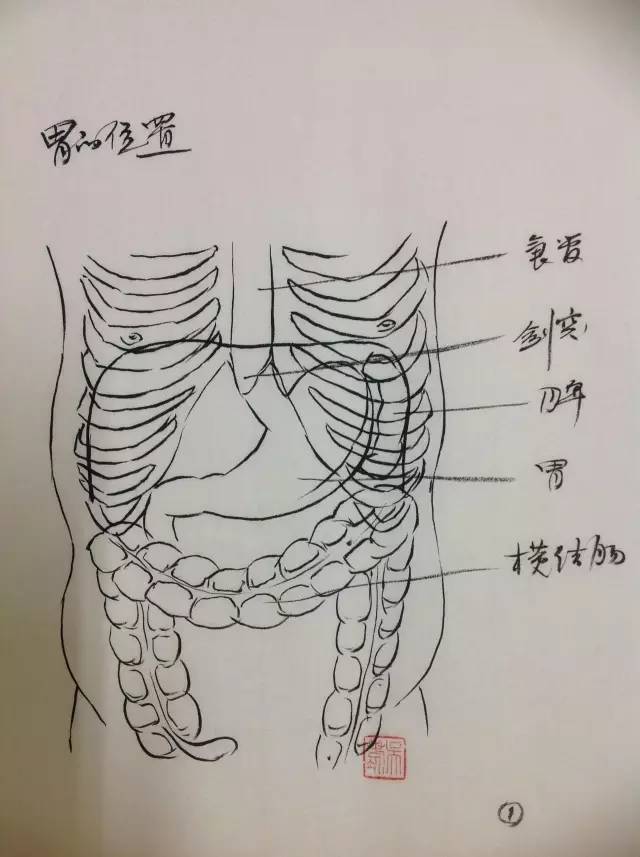 手绘图丨胃十二指肠的解剖