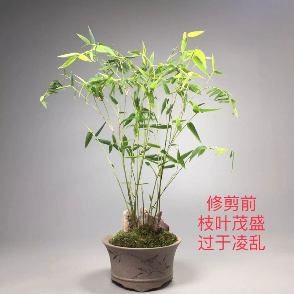 大师做的竹盆景 竿为形 叶为魂