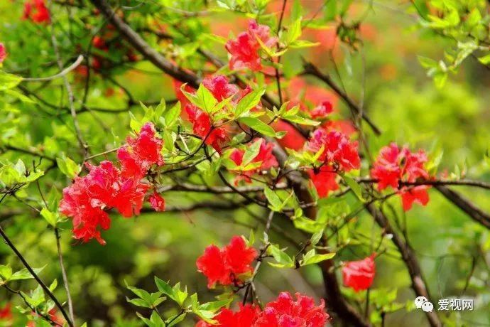 杜鹃花又叫映山红,素有"木本花卉之王"的美称,又称为"花中西施",是