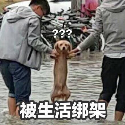 下暴雨把学校淹了,两同学带狗子转移到安全地