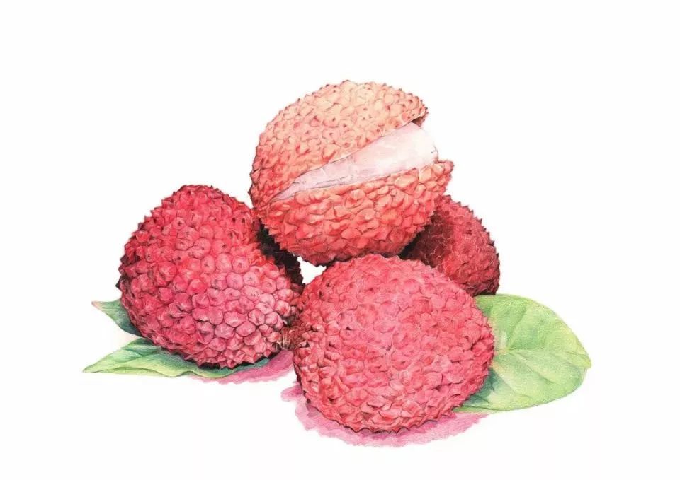 有兴趣的还可关注微博 @阿咔手绘插画 【2】 用肉色铺最上面荔枝的