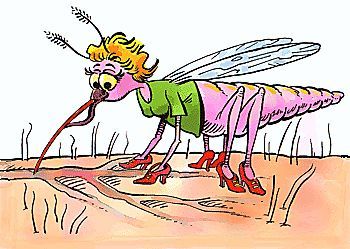 蚊子 居然是人类科技进步的动力 看点快报