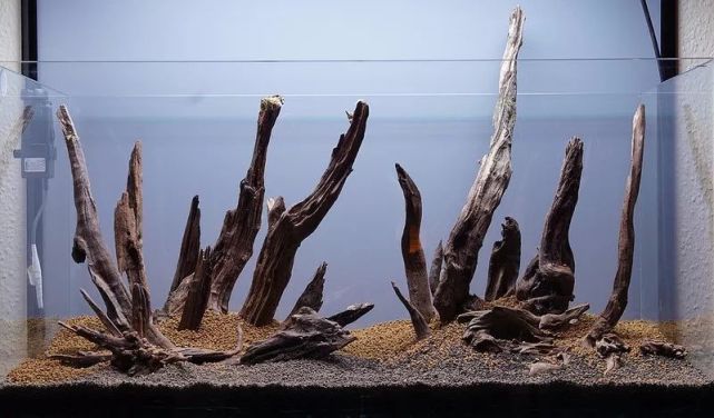 90cm缸狂野的沉木造景