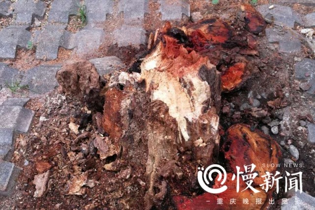 树坚强终于倒了 重庆巴南区园林局及时移走