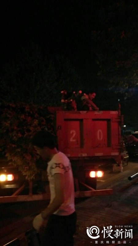 树坚强终于倒了 重庆巴南区园林局及时移走
