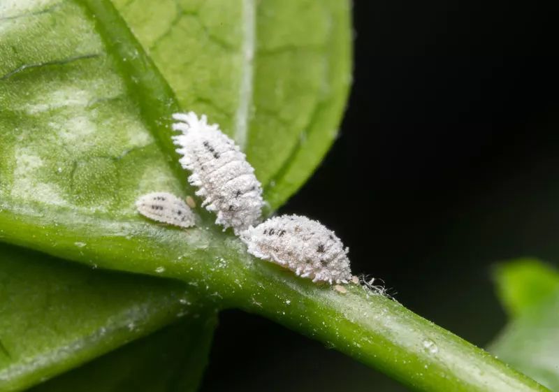 5种养花时很容易遇到的虫害,几种方法快速解决