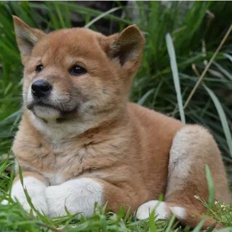 它们叫做澳洲野犬或叫做丁格犬,是狼的次级亚种,虽然中文名字叫做澳洲