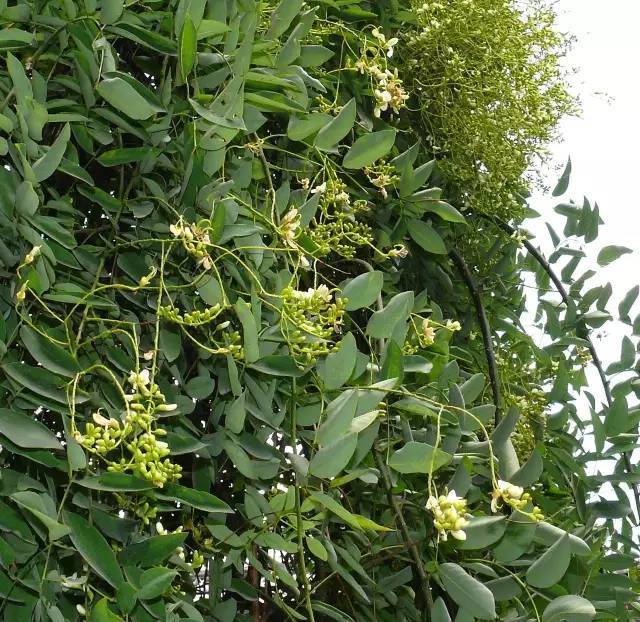 植物世界里不止有花香,还有"毒草毒树"图鉴